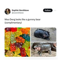Meme Moo Deng