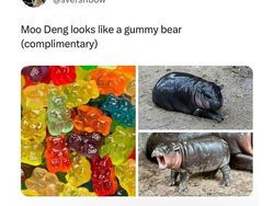 Meme Moo Deng yang Lucu dan Menggemaskan