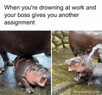Meme Moo Deng
