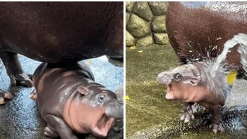 Ketika Bos Memberi Anda Tugas Lain Foto: Boredpanda