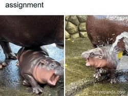 Meme Moo Deng yang Lucu dan Menggemaskan