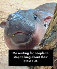 Meme Moo Deng
