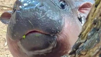 Ketika ada yang ngomong soal diet... Foto: Boredpanda