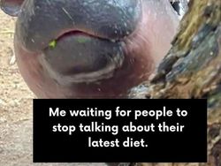 Meme Moo Deng yang Lucu dan Menggemaskan