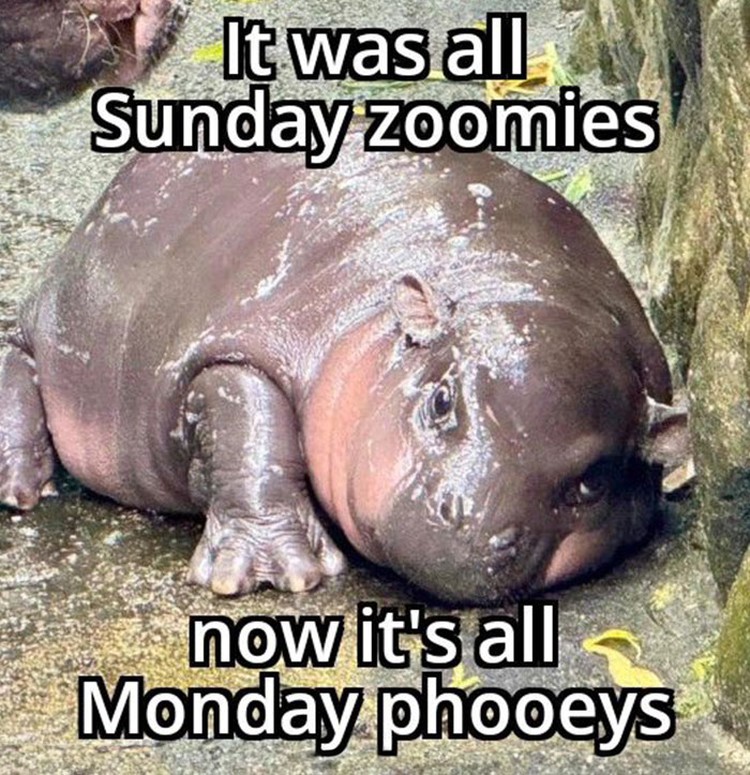 Meme Moo Deng
