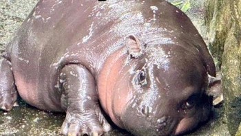 Kamu juga kan? Foto: Boredpanda