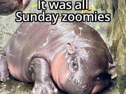 Meme Moo Deng yang Lucu dan Menggemaskan