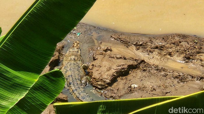 Penampakan buaya di Sungai Cimandiri