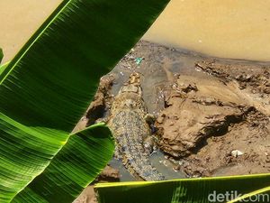Jejak Kemunculan Buaya Putih di Sungai Cimandiri Sukabumi