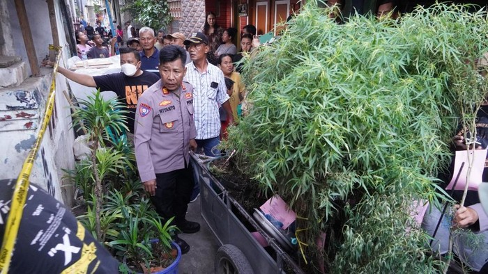 Polisi menangkap seorang pria di Cengkareng, Jakbar karena menanam puluhan pot tanaman ganja.