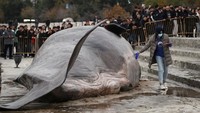 Paus sperma adalah spesies paus bergigi terbesar, dengan panjang rata-rata 15 meter. Kurang dari 300 paus sperma hidup di perairan Dominika. Namun populasi paus sperma di wilayah ini terus menurun sekitar 3 persen setiap tahunnya.