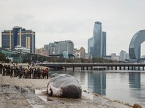 Potret Paus Sperma Terdampar di Lokasi COP29