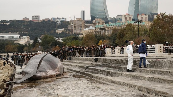 Potret βPaus Spermaβ Terdampar di Lokasi COP29 A beached whale installation by the Belgian art collective 'Captain Boomer' lies on embankment as a collective member hoses it down during the United Nations climate change conference COP29, in Baku, Azerbaijan November 11, 2024. REUTERS/Aziz Karimov