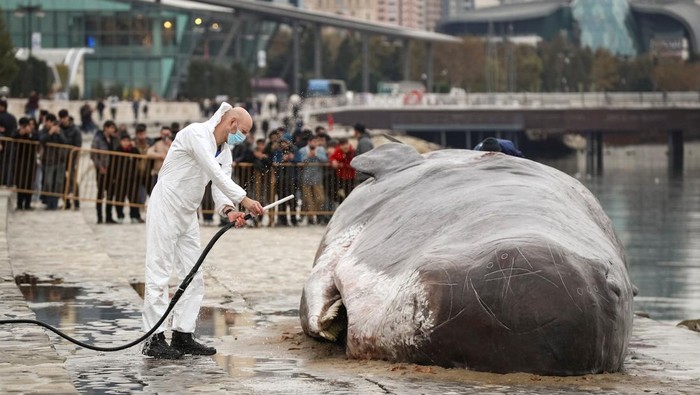A beached whale installation by the Belgian art collective 'Captain Boomer' lies on embankment as a collective member hoses it down during the United Nations climate change conference COP29, in Baku, Azerbaijan November 11, 2024. REUTERS/Aziz Karimov