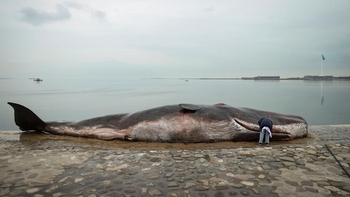 A beached whale installation by the Belgian art collective 'Captain Boomer' lies on embankment as a collective member hoses it down during the United Nations climate change conference COP29, in Baku, Azerbaijan November 11, 2024. REUTERS/Aziz Karimov