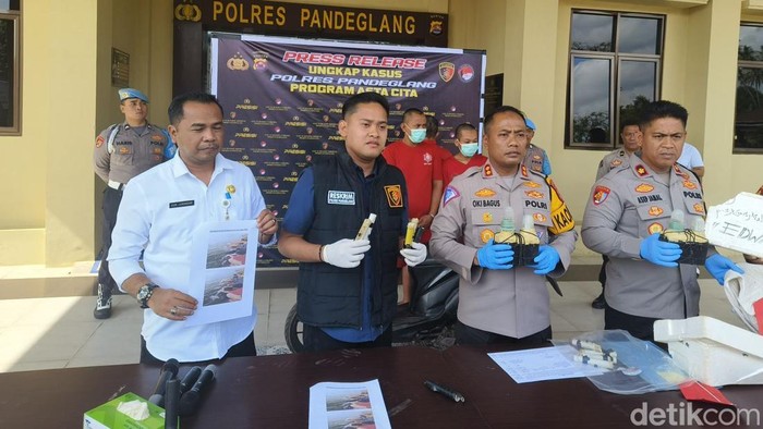 Satreskrim Polres Pandeglang melakukan jumpa pers kasus penyeludupan benih lobster. (Dok Aris Rivaldo/detikcom)