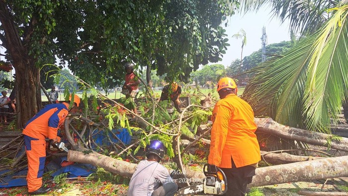 Tim TRC BPBD Kota Jogja melakukan pemotongan pohon tumbang di Lapangan Minggiran, Kota Jogja, Rabu (13/11/2024).