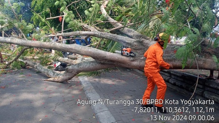 Tim TRC BPBD Kota Jogja melakukan pemotongan pohon tumbang di Lapangan Minggiran, Kota Jogja, Rabu (13/11/2024).