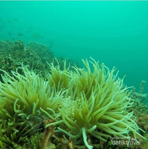 Surga Diving, Ini Sedikit Foto Bawah Laut Pahawang