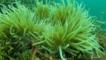 Surga Diving, Ini Sedikit Foto Bawah Laut Pahawang