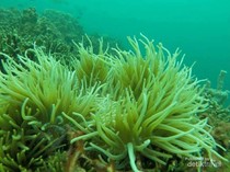 Surga Diving, Ini Sedikit Foto Bawah Laut Pahawang
