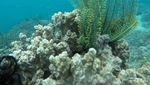 Surga Diving, Ini Sedikit Foto Bawah Laut Pahawang
