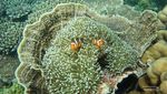 Surga Diving, Ini Sedikit Foto Bawah Laut Pahawang