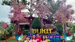 Ini Bukit Sakura di Lampung