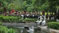 Burung pelikan di Lembah Hijau.
