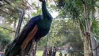 Burung merak di Lembah Hijau.