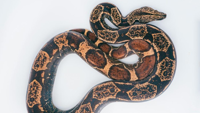 Ular boa