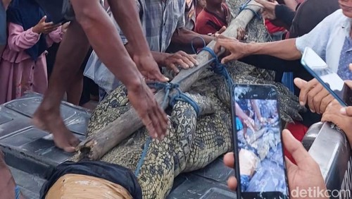 Warga menangkap buaya yang kerap muncul di Pantai Ekas, Lombok Timur, NTB, Rabu (13/11/2024).