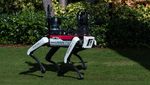 Wujud Robot Anjing yang Dikerahkan Jaga Keamanan Rumah Donald Trump