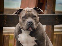 27 Jahitan dan Trauma Panjang Bocah Korban Serangan Pitbull