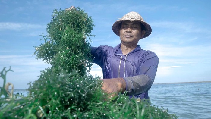 BRI-Petani Rumput Laut