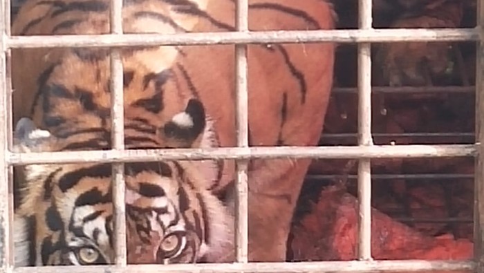 Harimau Sumatera ditangkap BKSDA di Solok, Sumbar