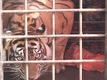 Video: Penampakan Harimau yang Kerap Masuk Permukiman Warga di Solok