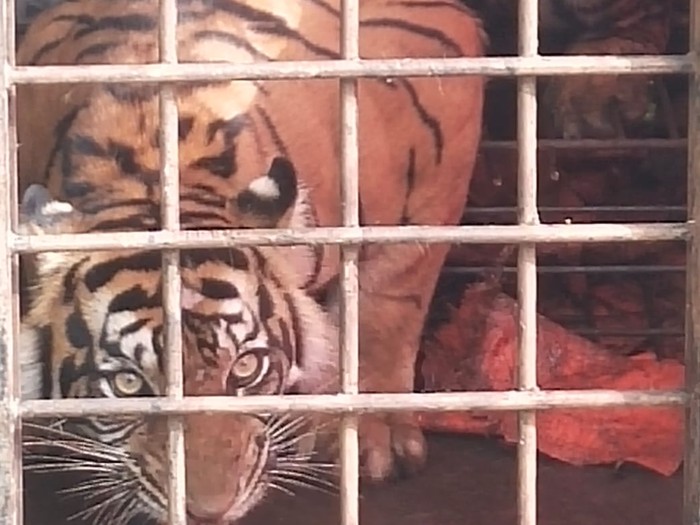 Harimau Sumatera ditangkap BKSDA di Solok, Sumbar