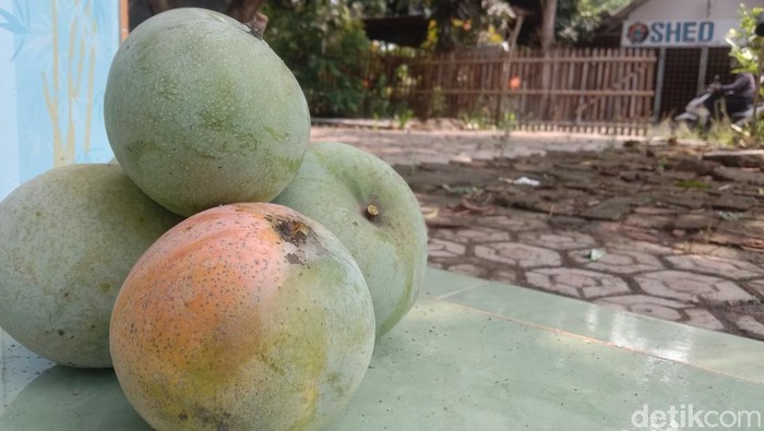 Ilustrasi mangga.