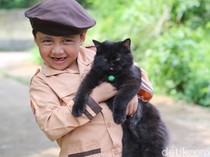 Cara Mengetahui Umur Kucing dan Konversi Usianya ke Tahun Manusia