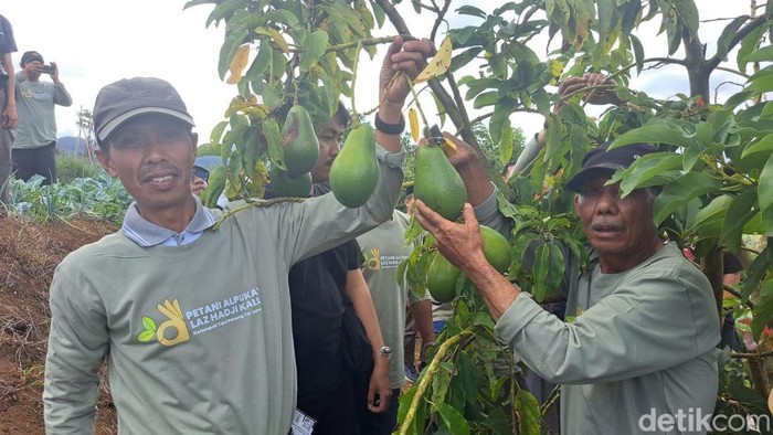 LAZ Hadji Kalla mengadakan program pemberdayaan alpukat di Desa Tonasa, Tombolo Pao, Malino.