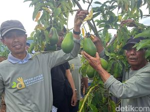 LAZ Hadji Kalla Tingkatkan Produktivitas Petani Alpukat di Malino Gowa