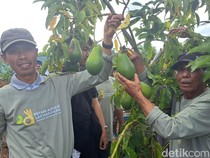 LAZ Hadji Kalla Tingkatkan Produktivitas Petani Alpukat di Malino Gowa