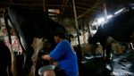 Melihat Peternakan Sapi Perah di Jakarta Saat Heboh Aksi Buang Susu Lokal