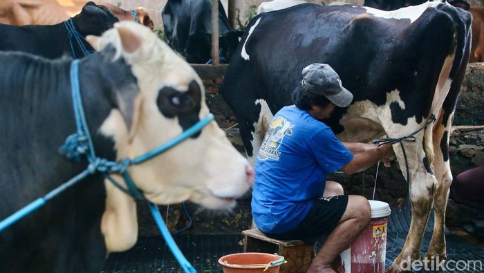 Beberapa waktu terakhir heboh soal aksi buang susu sapi hasil perah di Pasuruan, Jawa Timur oleh peternak hingga pengepul susu. Lalu bagaimana nasib peternak sapi perah?