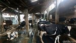 Melihat Peternakan Sapi Perah di Jakarta Saat Heboh Aksi Buang Susu Lokal
