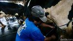 Melihat Peternakan Sapi Perah di Jakarta Saat Heboh Aksi Buang Susu Lokal