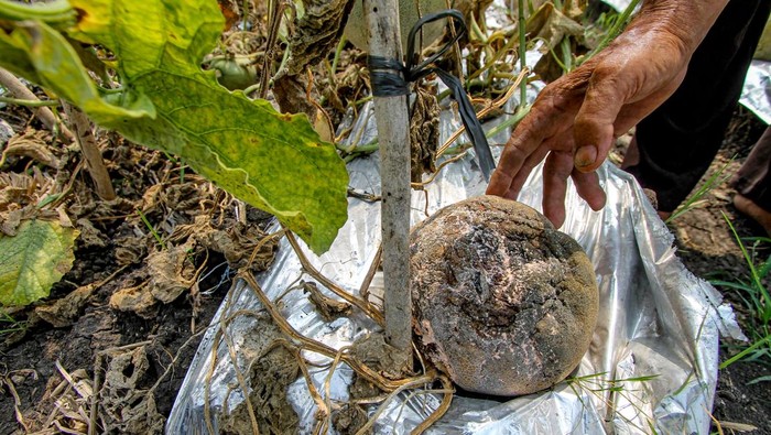 Petani melon di Nganjuk gagal panen Petani memeriksa kondisi tanaman melon yang membusuk di area persawahan Patianrowo, Nganjuk, Jawa Timur, Kamis (14/11/2024). Sejumlah petani melon di kawasan itu mengalami gagal panen akibat cuaca ekstrem yang melanda kawasan itu sejak dua pekan terakhir. ANTARA FOTO/Muhammad Mada/nym.