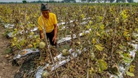 Sejumlah petani melon di kawasan itu mengalami gagal panen akibat cuaca ekstrem yang melanda kawasan itu sejak dua pekan terakhir.  