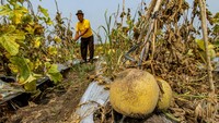 Petani memeriksa kondisi tanaman melon yang membusuk di area persawahan Patianrowo, Nganjuk, Jawa Timur, Kamis (14/11/2024).